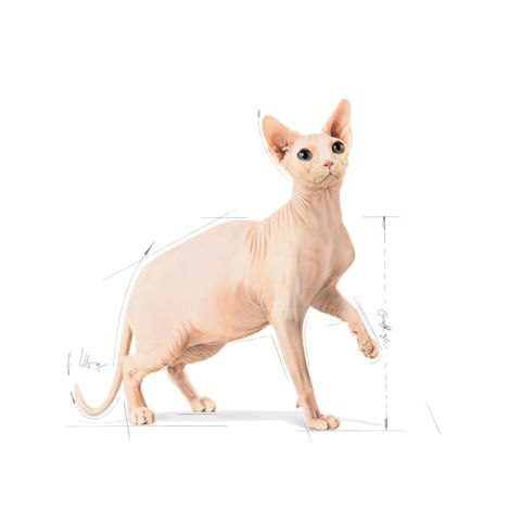 Royal Canin Sphynx Yetişkin Kedi Maması - 2 Kg