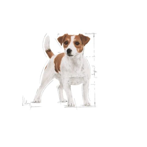 Royal Canin 12x85 gr Pouch Mini Adult Köpek Yaş Maması