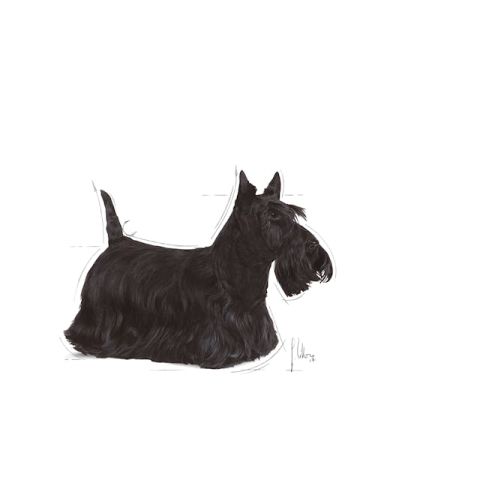 Royal Canin Mini Dermacomfort Pouch Konserve Köpek Maması