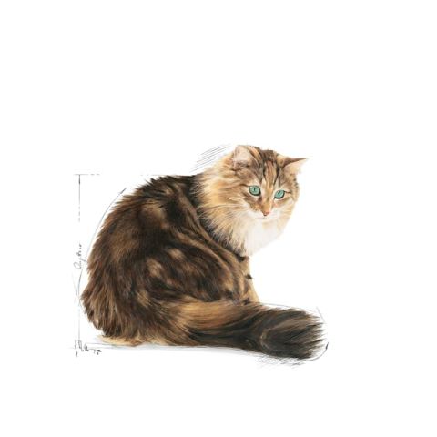 Royal Canin Ageing +12 Gravy Pouch Yaşlı Konserve Kedi Maması 1 Adet