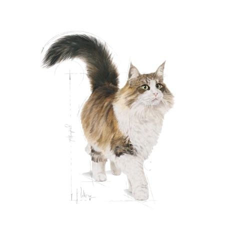 Royal Canin Instinctive Jelly 12x85 gr Yaş Kedi Maması