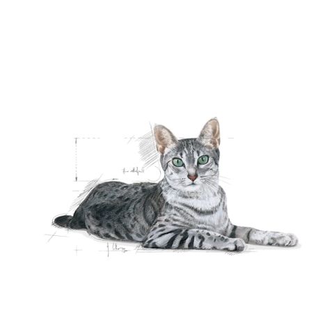 Royal Canin İndoor 7+ Senior Yaşlı Kedi Maması 1,5 Kg