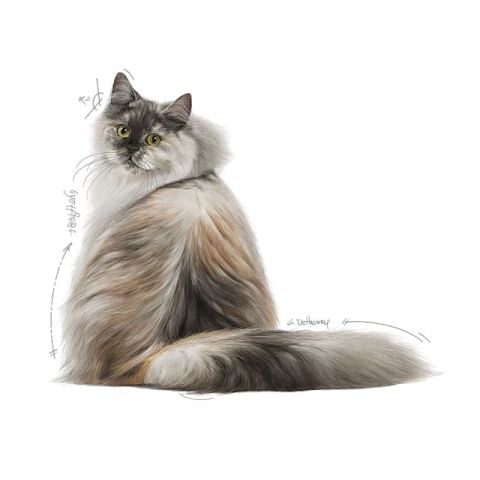 Royal Canin Hair Skin Deri ve Tüy Sağlığı için Kedi Maması 4 kg