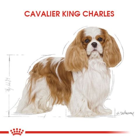 Royal Canin Cavalier King Charles Yetişkin Köpek Maması 1,5 Kg