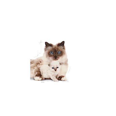 Royal Canin Mother Babycat Anne ve Yavru Kedi Maması 4 Kg