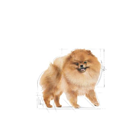Royal Canin Pomeranian Yetişkin Köpek Maması 1,5 Kg