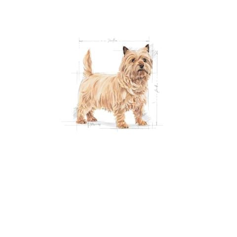 Royal Canin Mini Light Care Diyet Yetişkin Köpek Maması 3 Kg
