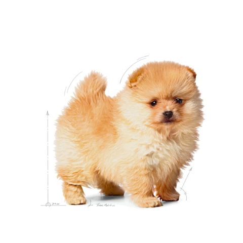 Royal Canin Mini İndoor Puppy Yavru Köpek Maması 1.5 Kg