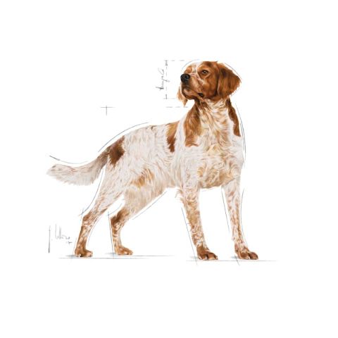 Royal Canin Medium Adult Gravy Yetişkin Konserve Köpek Maması 140 Gr