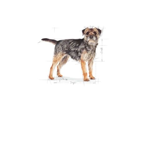 Royal Canin Mini Sterilised Yetişkin Kısırlaştırılmış Köpek Maması 3 Kg