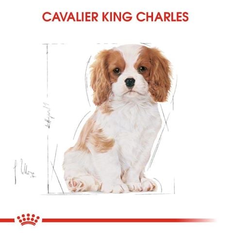 Royal Canin Cavalier King Charles Junior Yavru Köpek Maması 1.5 Kg