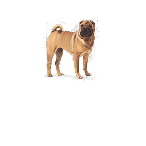 Royal Canin Adult Medium Dermacomfort Yetişkin Köpek Maması 12 Kg