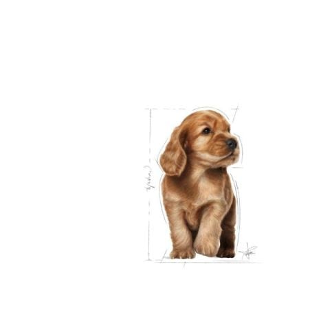 Royal Canin Cocker Junior Yavru Köpek Maması 3 Kg