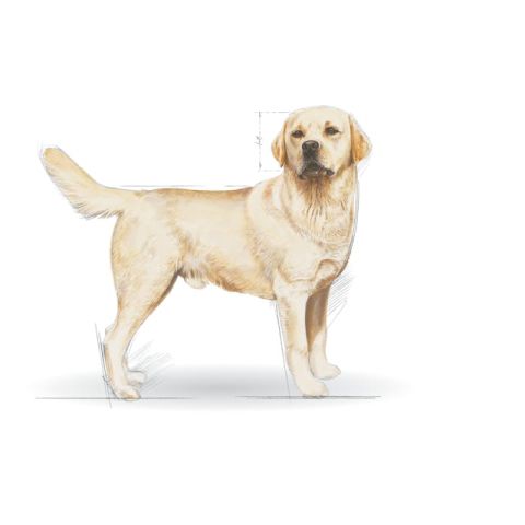 Royal Canin Labrador Retriever Yetişkin Köpek Maması 12 Kg