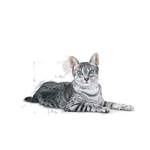 Royal Canin İndoor 7+ Senior Yaşlı Kedi Maması 1,5 Kg 1