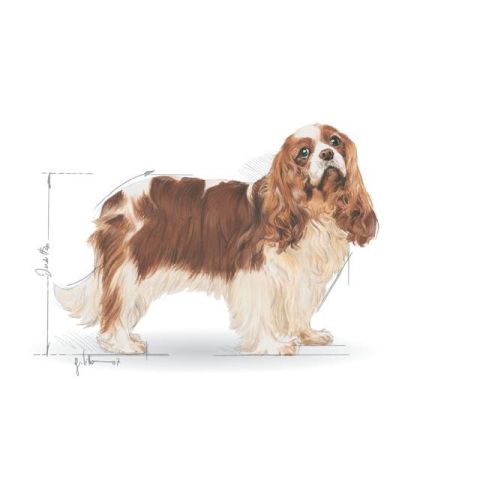 Royal Canin Cavalier King Charles Yetişkin Köpek Maması 1,5 Kg 5 Kg