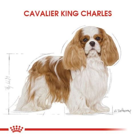 Royal Canin Cavalier King Charles Yetişkin Köpek Maması 1,5 Kg 5 Kg