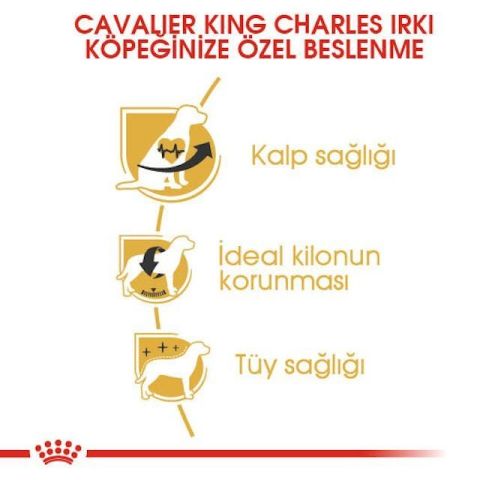 Royal Canin Cavalier King Charles Yetişkin Köpek Maması 1,5 Kg 5 Kg