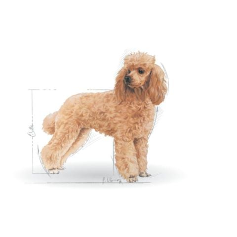 Royal Canin Poodle Adult Pouch Konserve Köpek Maması 12 Adet