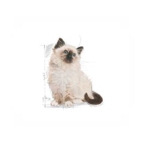 Royal Canin Kitten Yavru Kedi Maması 2 kg + 2 Adet Royal Canin Kitten Yaş Mama Hediyeli