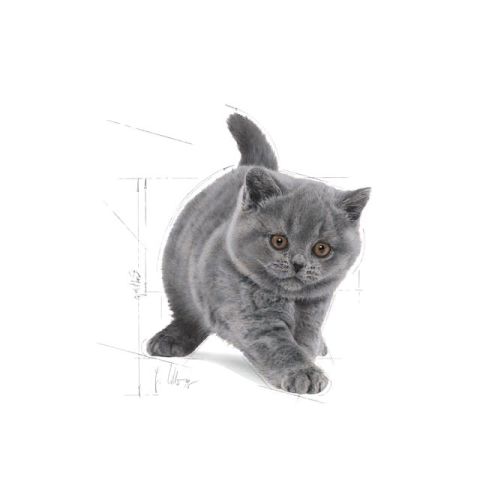 Royal Canin British Shorthair 2 kg Yetişkin Kedi Maması