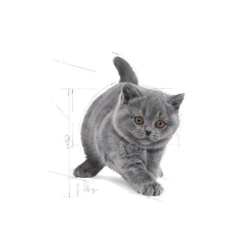 Royal Canin British Shorthair 4 kg Yetişkin Kedi Maması